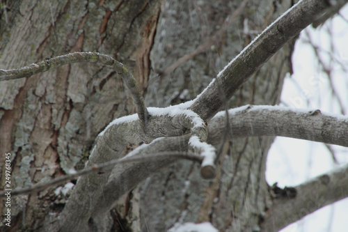 Snow on Branches
