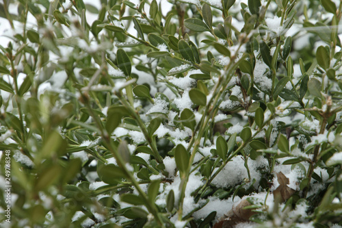 Wallpaper Mural Snow on the Green Leaves Torontodigital.ca