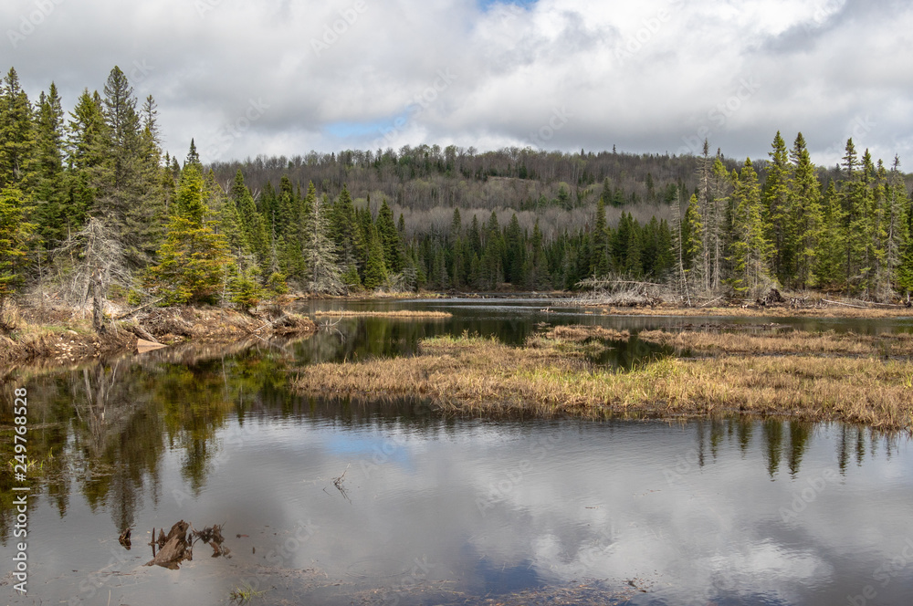 After the Spring Rain in Algonquin Park