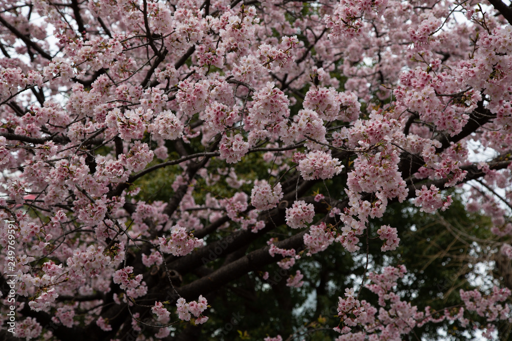 Cherry blossom in Japan. Sakura flowers and trees closesup in Tokyo, Japan during Spring time