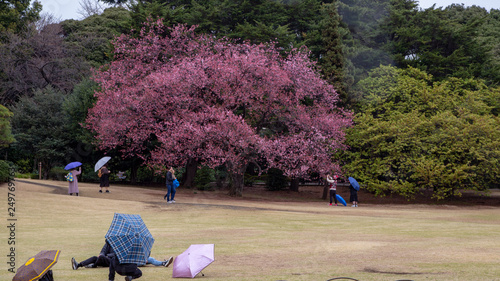Photography Cherry blossom in Japan