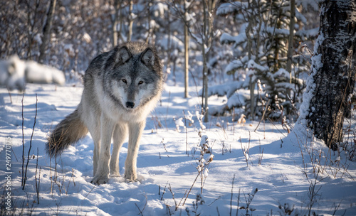 Wolf dog in snowy winter forest landscape on sunny day. 