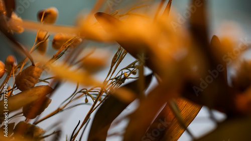 dried flower close up