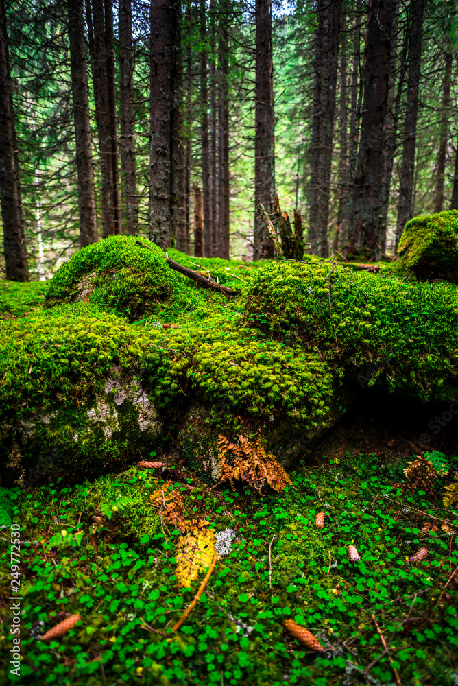 Inside of the misty forest Inside of the misty forest