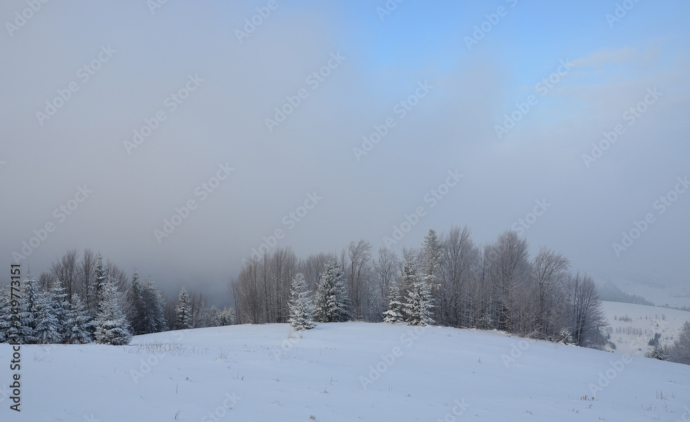 snowy mountains Karpaty in winter morning light. Pylypets, Ukraine