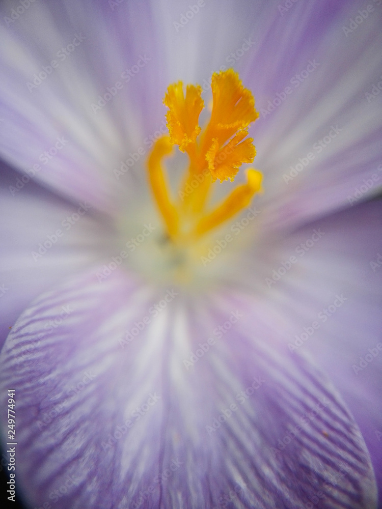 krokus makro pręcik