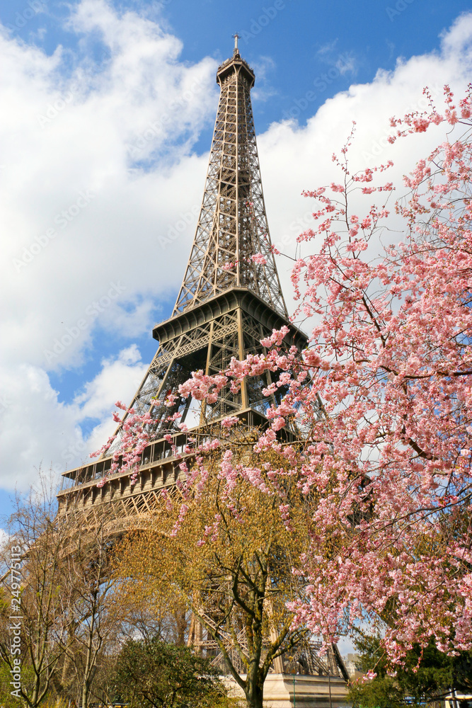 Sakura en fleur et tour eiffel à Paris