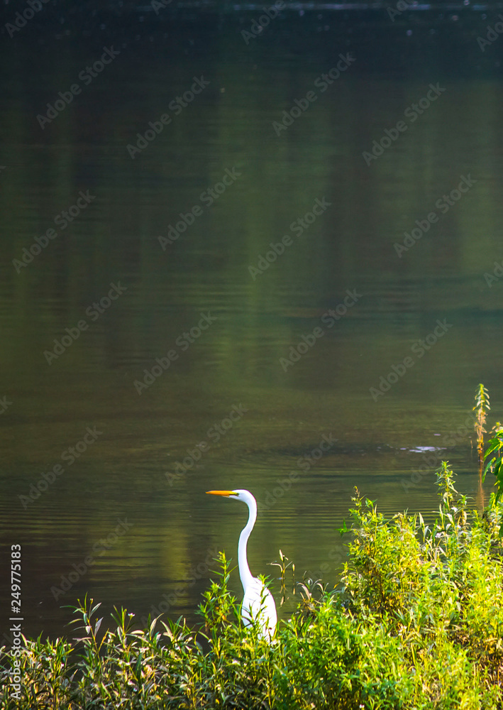 Fototapeta premium Great Egret Along the River