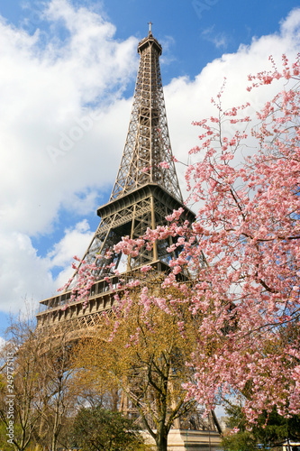 Sakura en fleur et tour eiffel    Paris