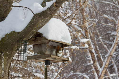 A red squirrel sits on a rustic bird feeder in a winter snow storm