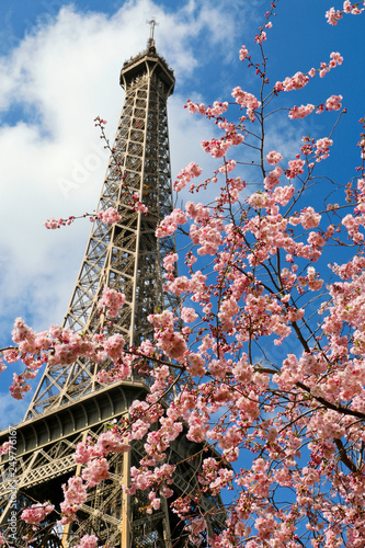 Canvas Print Sakura en fleur et tour eiffel à Paris
