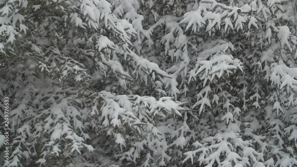 Slow motion snow falling with spruce tree background. Winter in Ontario, Canada. Slow motion snow falling with spruce tree background. Winter in Ontario, Canada.