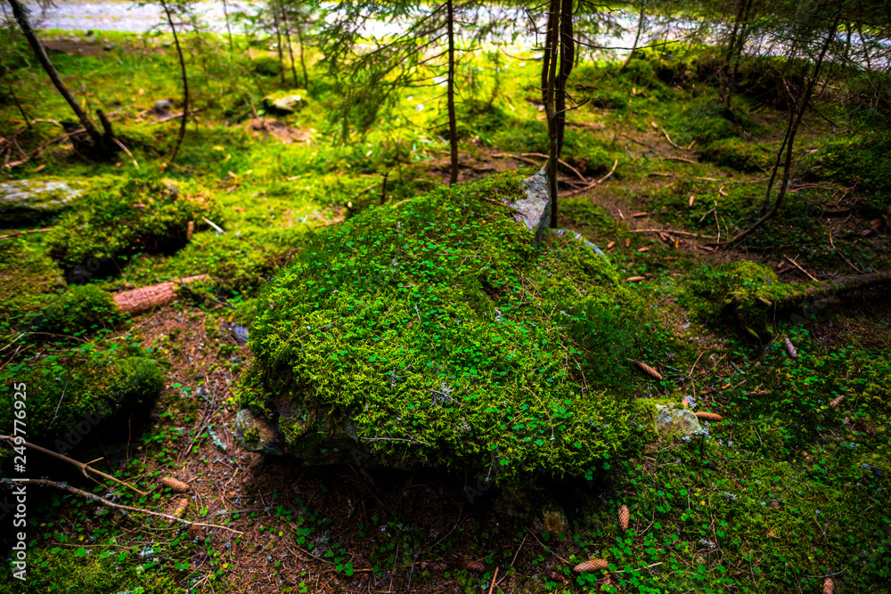 Obraz premium Mystic forest