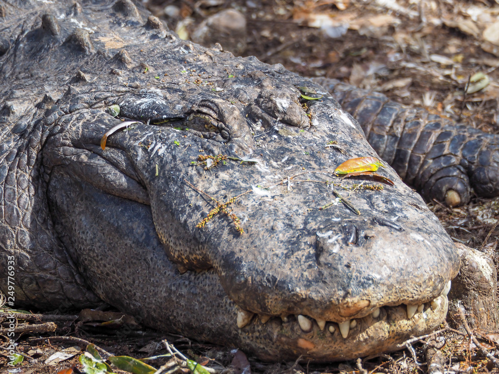 Obraz premium Large Sleeping Alligator Face Teeth Grin