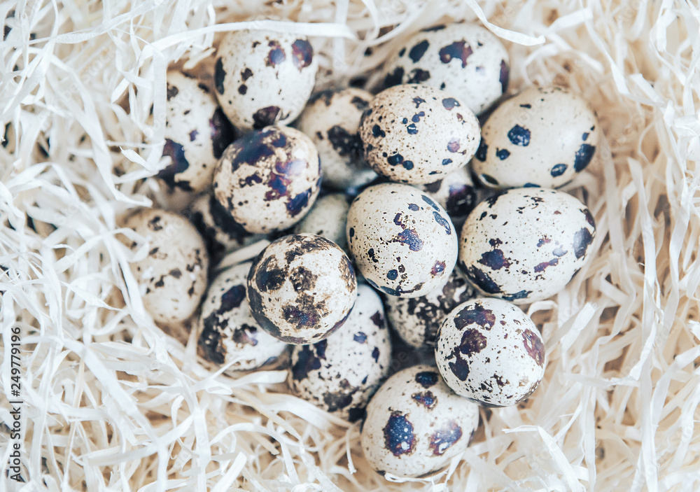 Quail egg in the nest. wood wool nest Quail egg in the nest. wood wool nest