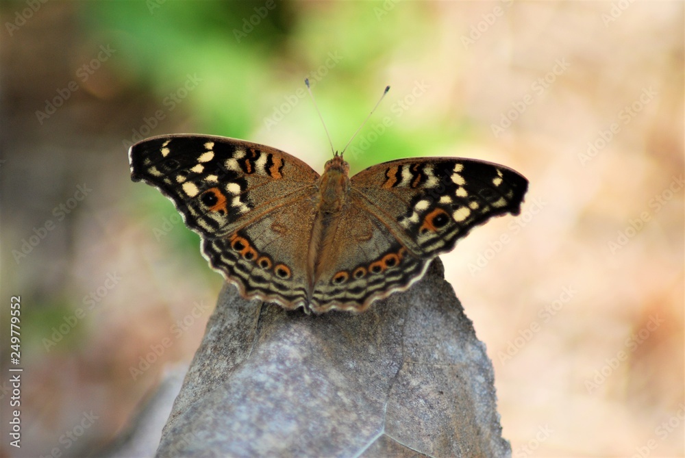 Butterfly in flower garden Butterfly in flower garden