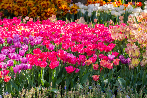 colorful tulips garden in spring