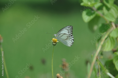 Butterfly in flower garden © Handini_Atmodiwiryo