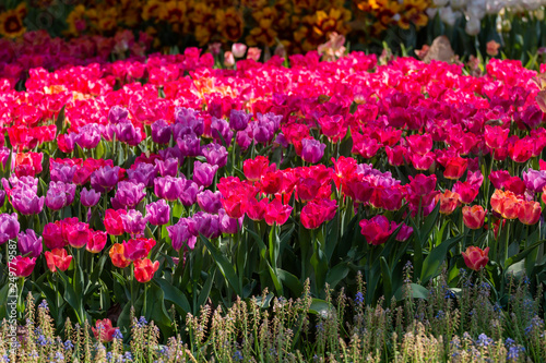 colorful tulips garden in spring