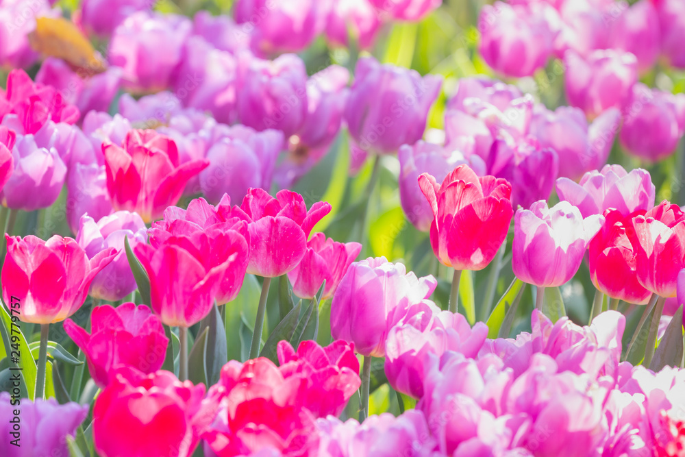 Obraz premium colorful tulips garden in spring