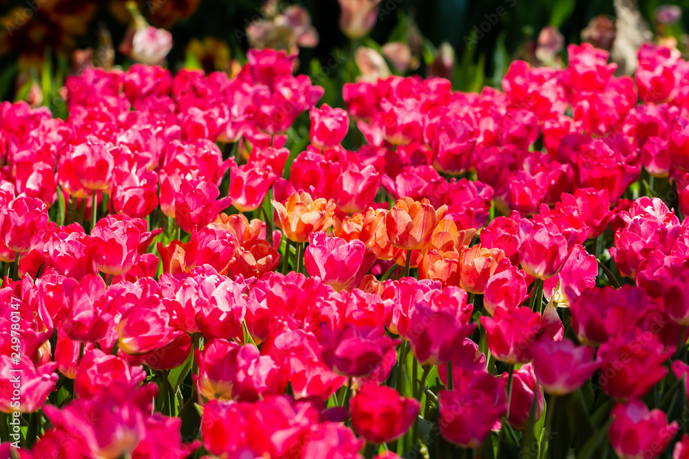 Fototapeta premium colorful tulips garden in spring