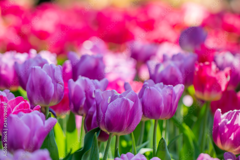 Obraz premium colorful tulips garden in spring