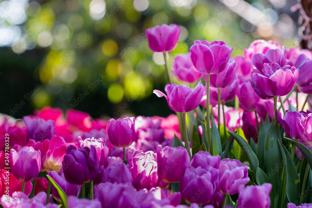 Fototapeta premium colorful tulips garden in spring