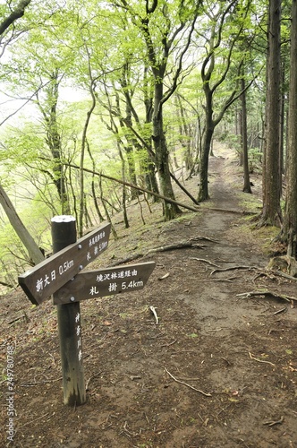 新緑の長尾尾根 境沢林道出合