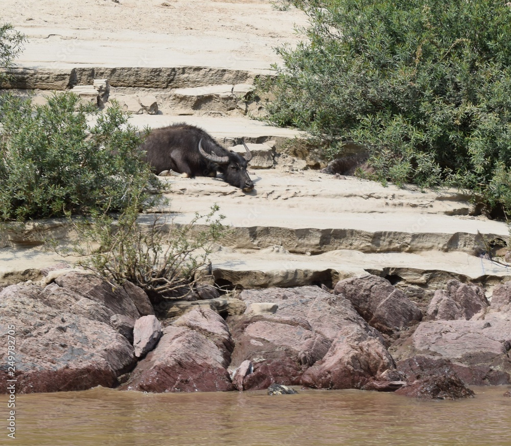 Water Buffalo On Asleep On The Beach Water Buffalo On Asleep On The Beach
