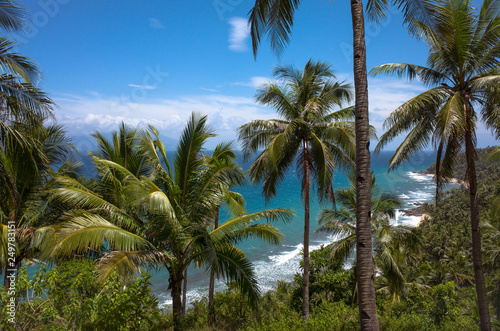 Rugged Tropical Beach View Through Coconut Trees - Palawan, Philippines