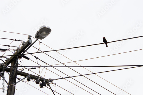 Bird on power line silhouette