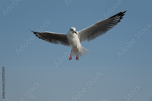 Flying seagull in Thailand