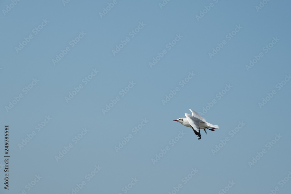 Obraz premium Flying seagull in Thailand