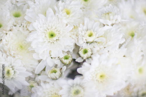 White Chrysanthemum close up