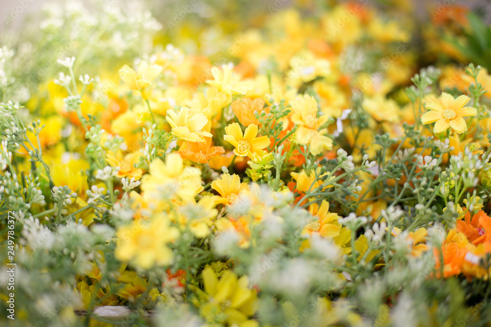 Obraz premium Yellow Flower Field