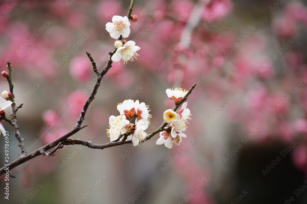 Japanese plum blossoms are in full bloom. Japanese plum blossoms are in full bloom.