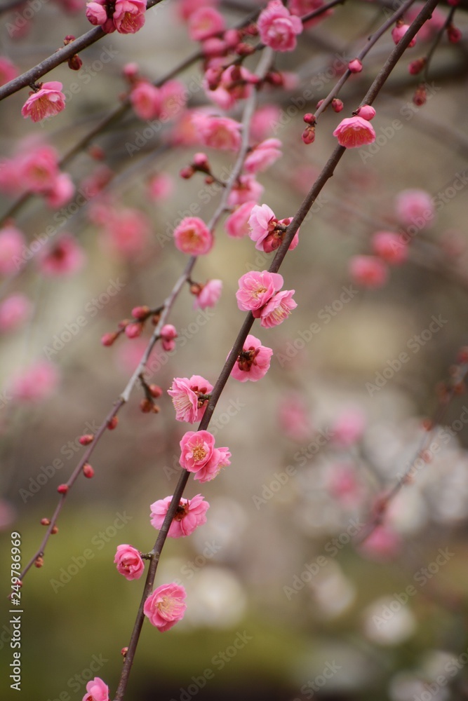 Japanese plum blossoms are in full bloom. Japanese plum blossoms are in full bloom.