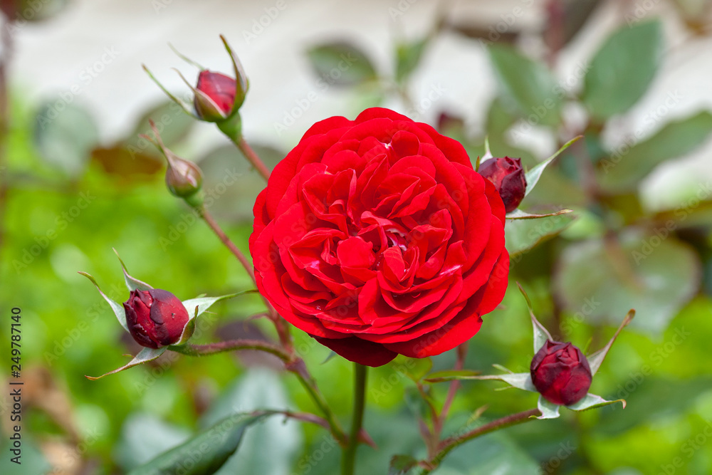 Red roses in garden Red roses in garden
