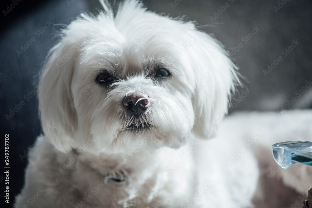 Small dog maltese in the autumn forest