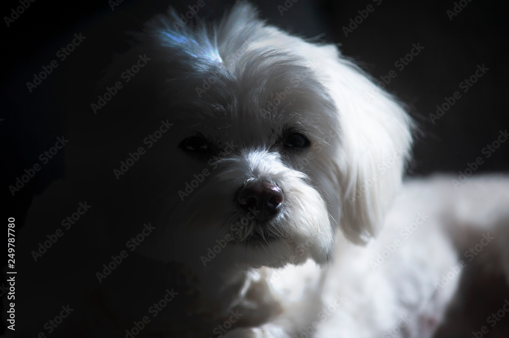 Maltese dog sitting against white background Maltese dog sitting against white background