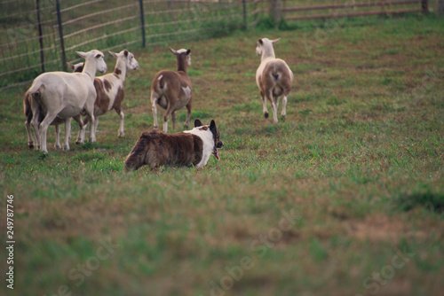 dog in a field herding sheep