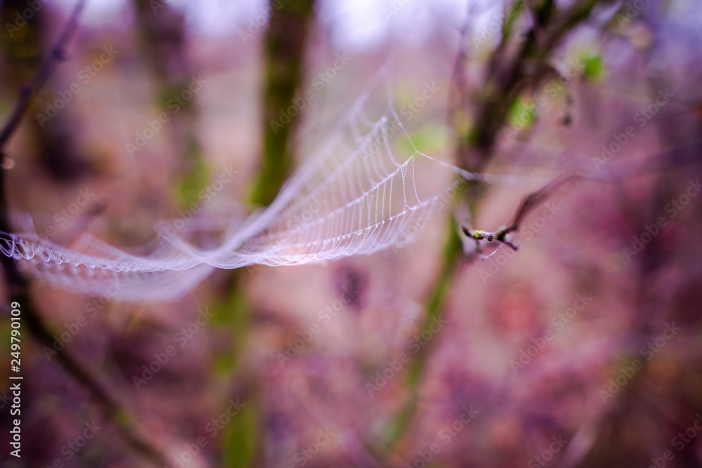 Spider webs on the morning