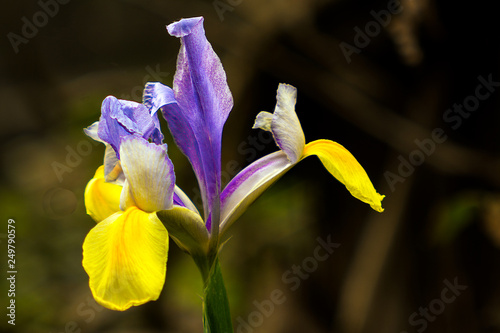 blue iris