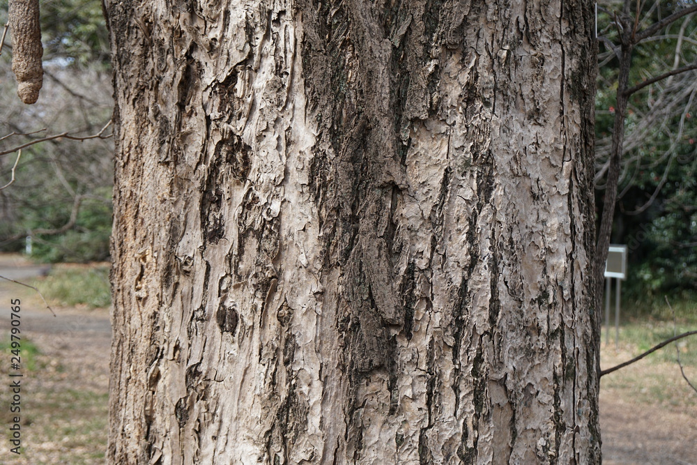 イチョウの樹皮