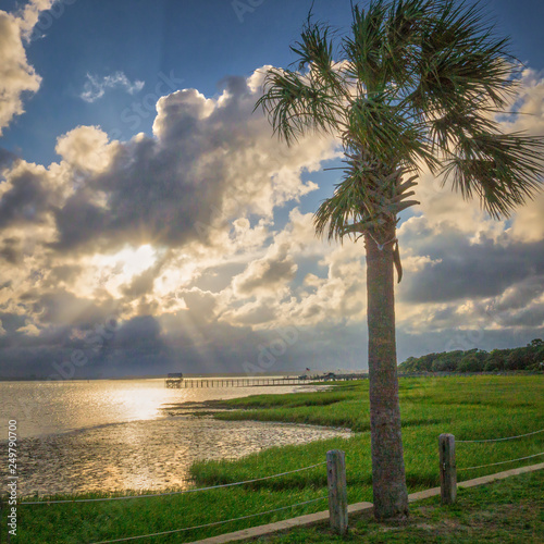 Palmetto sunset