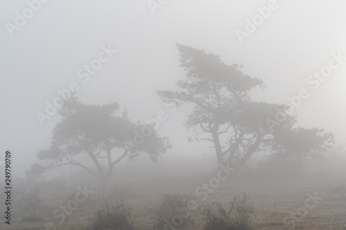 Foggy Morning tree