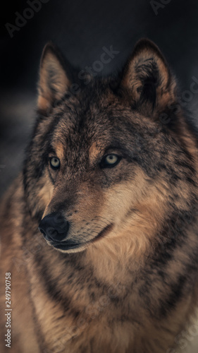 The wolf, also known as the grey wolf or timber wolf,is a canine native to the wilderness and remote areas of North America