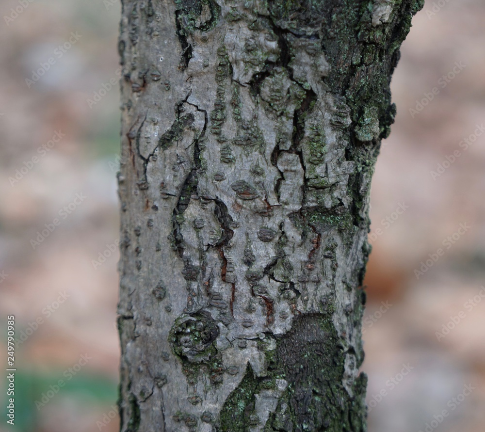 Obraz premium ストランヴェシアの樹皮