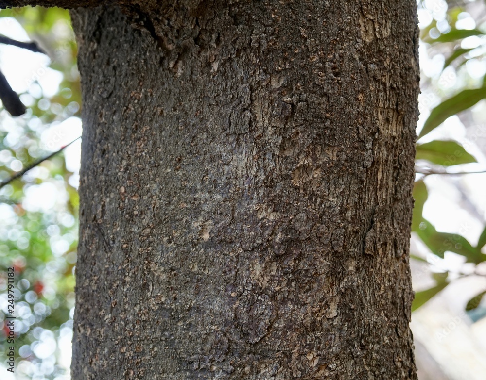 ハマビワの樹皮 ハマビワの樹皮