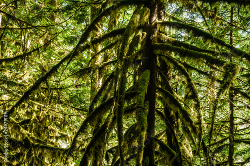 Bottom view of tall old trees in evergreen forest British Columbia nature Park background.